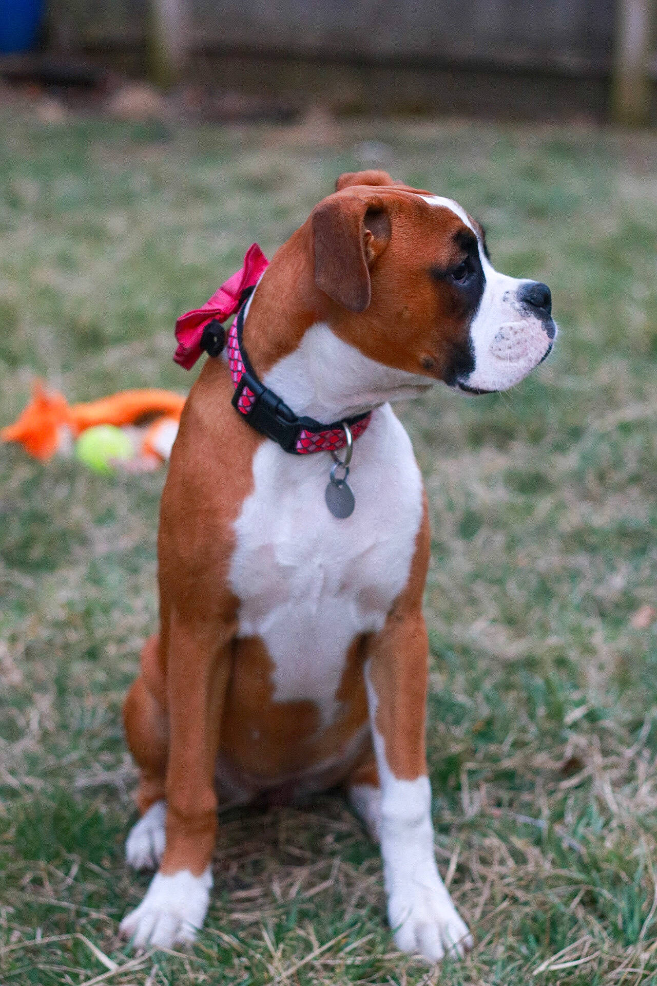 Laila Ali is registered to the contest to win money with this photo: art, canidae, carnivore, collar, companion_dog, dog, dog_breed, dog_collar, dog_supply, fawn, grass, hunting_dog, leash, liver, non_sporting_group, pet_supply, sporting_group, tail, working_animal, working_dog