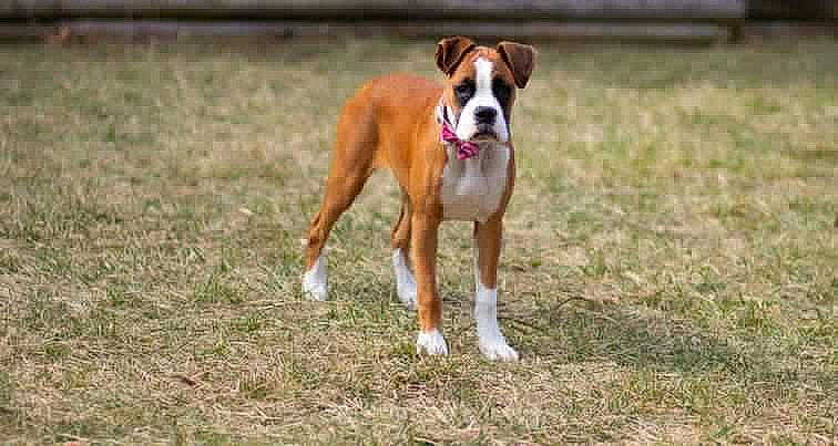 Laila Ali joined the competition — help win amazing prizes! ball, boxer, canidae, carnivore, collar, companion_dog, dog, dog_breed, dog_supply, fawn, grass, liver, non_sporting_group, pet_supply, snout, sporting_group, tail, terrestrial_animal, working_animal, working_dog