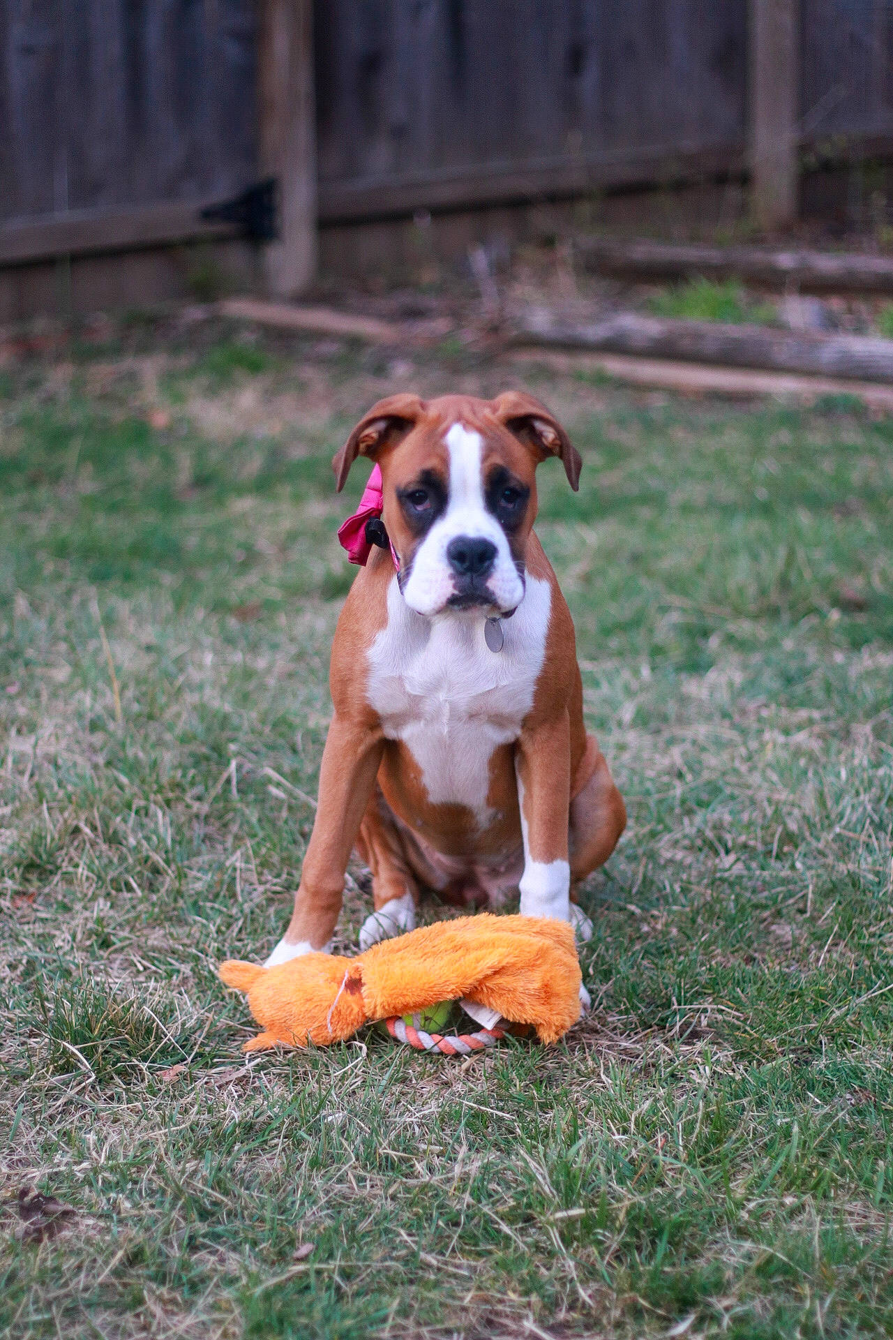 Laila Ali joined the competition — help win amazing prizes! ancient_dog_breeds, boxer, carnivore, collar, companion_dog, dog, dog_breed, dog_collar, dog_supply, fawn, grass, guard_dog, hound, liver, molosser, plant, tail, tree, working_animal, working_dog