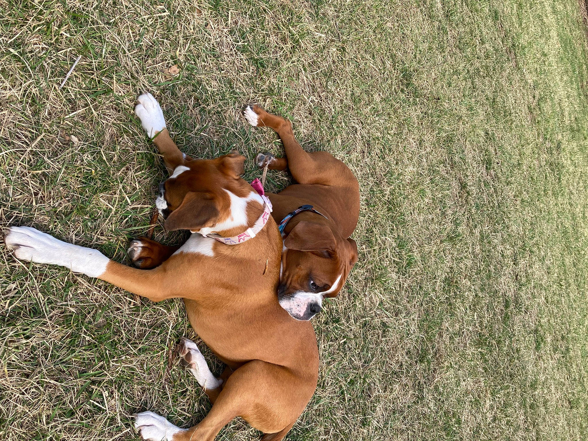 Tyson Dchamp is registered to the contest to win money with this photo: canidae, carnivore, companion_dog, dog, dog_breed, dog_supply, fawn, grass, hound, human_leg, hunting_dog, liver, non_sporting_group, pet_supply, sporting_group, tail, thigh, working_animal, working_dog