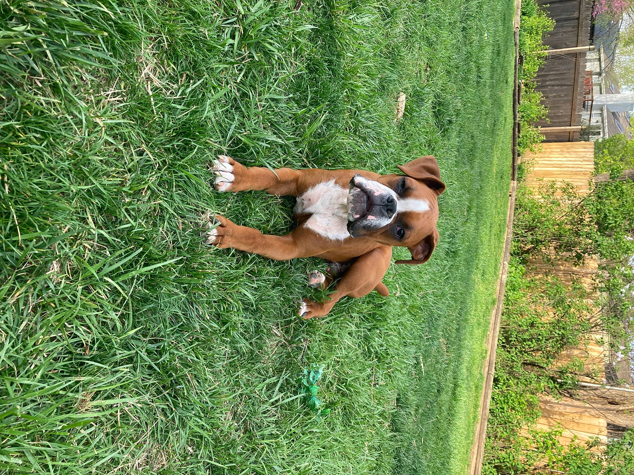 Tyson Dchamp is registered to the contest to win money with this photo: barechested, barefoot, elbow, fawn, foot, fun, grass, grassland, groundcover, human_leg, knee, lawn, leisure, meadow, pasture, people_in_nature, plant, shrub, thigh, tree