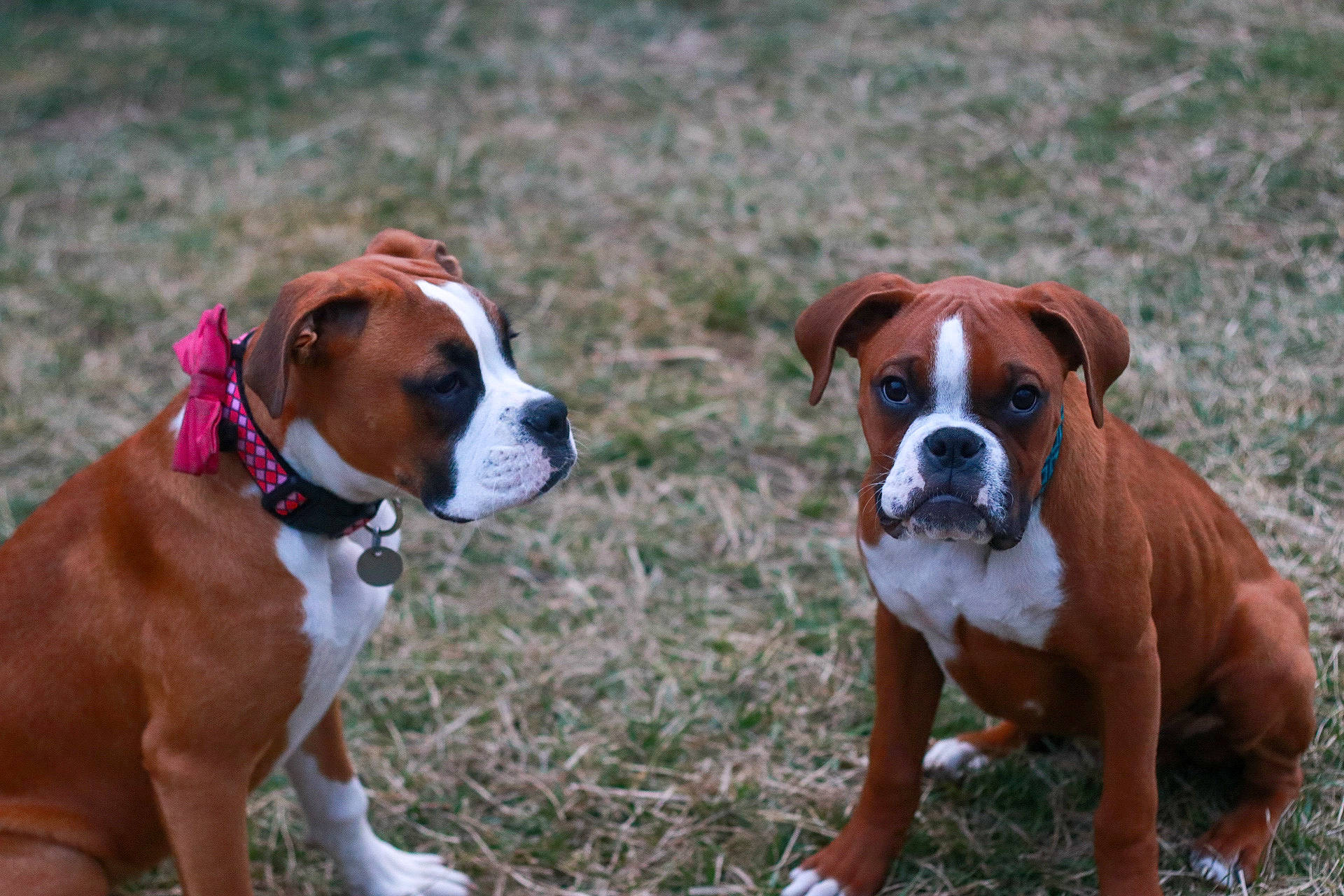 Tyson Dchamp joined the competition — help win amazing prizes! bored, boxer, canidae, carnivore, companion_dog, dog, dog_breed, fawn, grass, hunting_dog, liver, non_sporting_group, plant, snout, sporting_group, terrestrial_animal, working_animal, working_dog