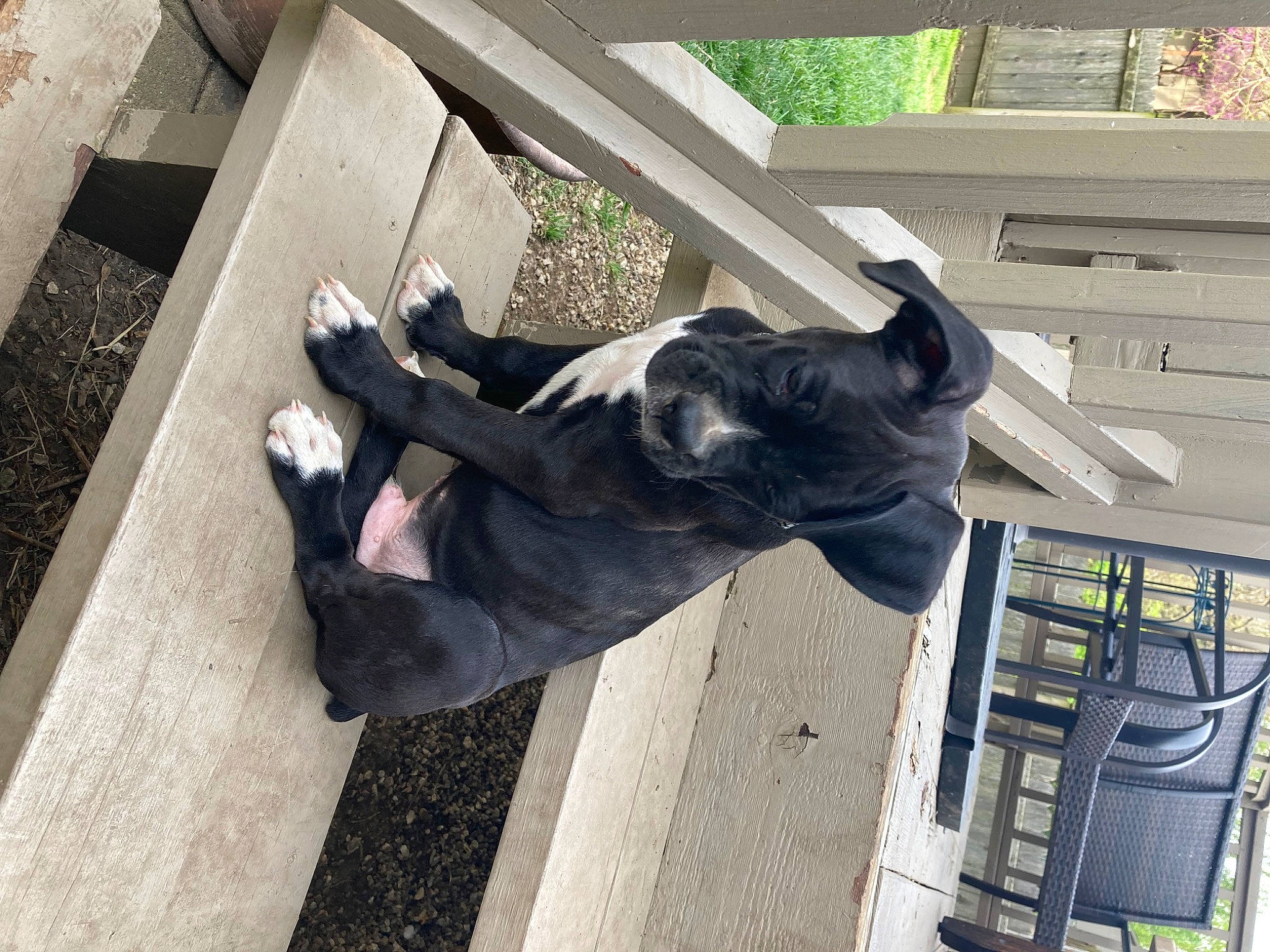 Jax Apollo joined the competition — help win amazing prizes! art, daylighting, mammal, plant, sculpture, shadow, sporting_group, tail, tree, vertebrate, window, wing, wood