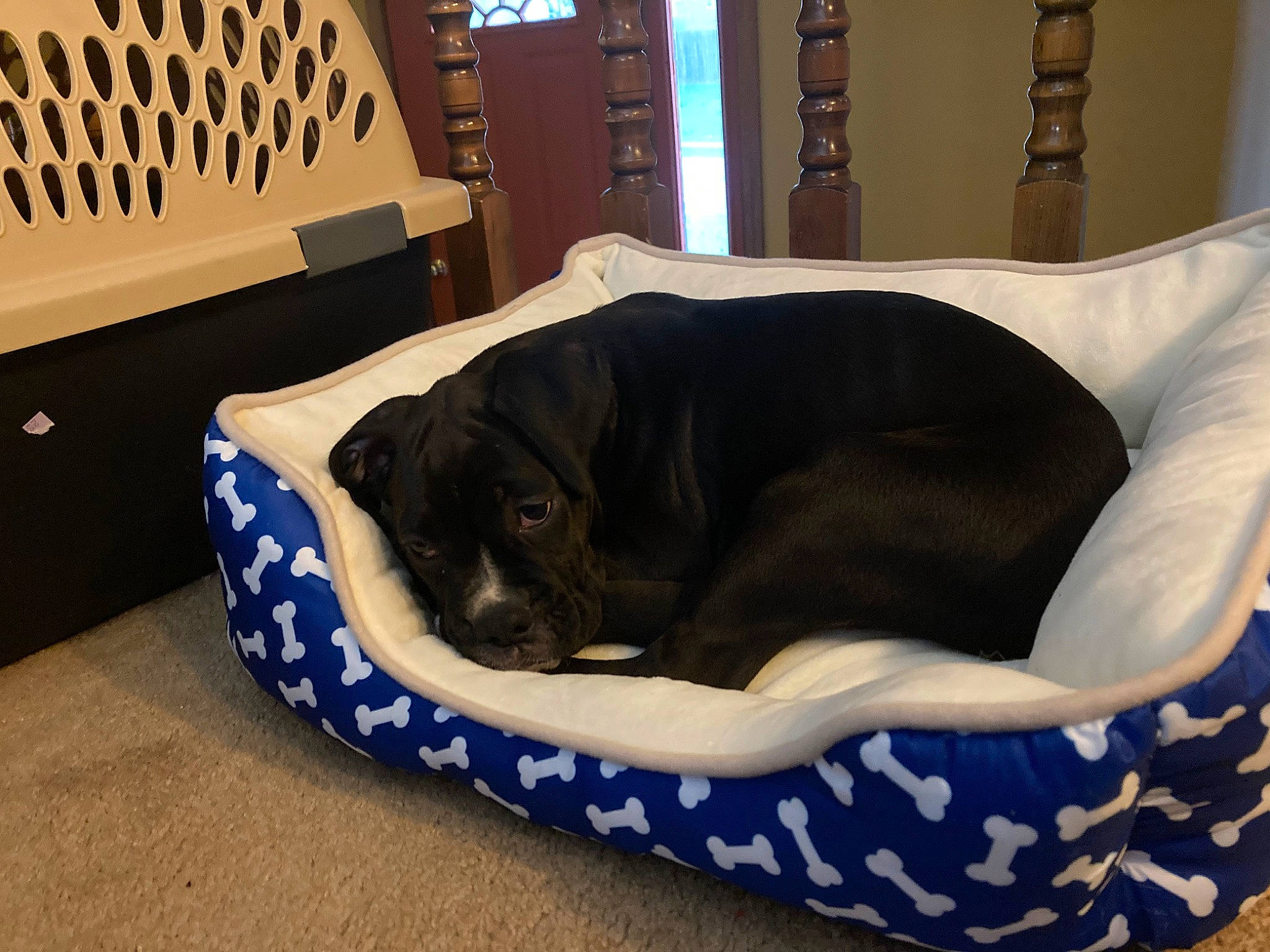 Jax Apollo is registered to the contest to win money with this photo: canidae, carnivore, comfort, companion_dog, dog, dog_bed, dog_breed, dog_supply, electric_blue, fawn, flooring, fur, hardwood, linens, pet_supply, room, sporting_group, studio_couch, wood, working_animal
