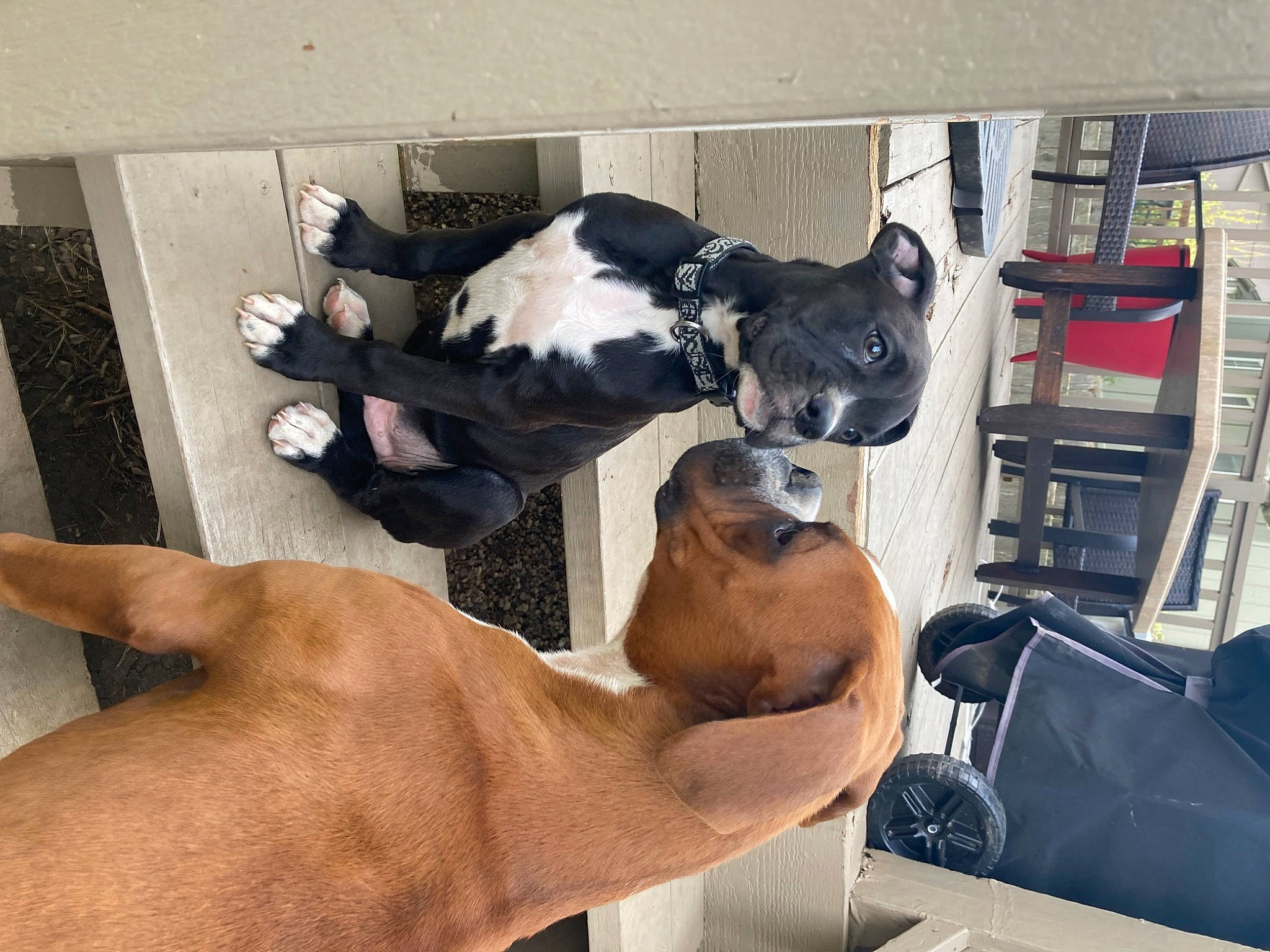 Jax Apollo is registered to the contest to win money with this photo: canidae, carnivore, chair, comfort, companion_dog, dog, dog_breed, eyewear, fawn, flooring, fur, gesture, human_leg, non_sporting_group, room, snout, sporting_group, thigh, working_animal, wrist