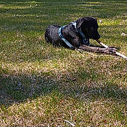 Sassy joined the competition — help win amazing prizes! dog, black_dog, grass, outdoor, daytime, stick, chewing, harness, pet, animal, canine, nature, relaxing, park, field, road, trees, sunlight, playing, leisure