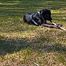 dog, black_dog, grass, outdoor, daytime, stick, chewing, harness, pet, animal, canine, nature, relaxing, park, field, road, trees, sunlight, playing, leisure