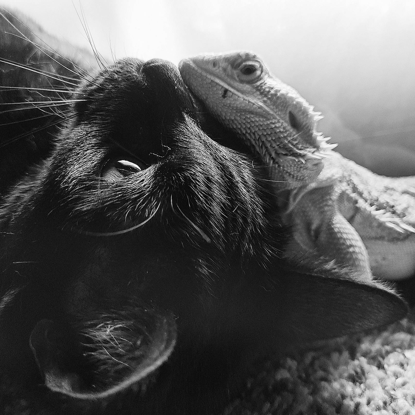 O. G. Kitty joined the competition — help win amazing prizes! adaptation, black, black_and_white, carnivore, close_up, felidae, fur, marine_mammal, monochrome, monochrome_photography, organism, photography, small_to_medium_sized_cats, snout, stock_photography, terrestrial_animal, vertebrate, whiskers, wildlife, working_animal