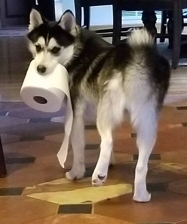 Nikko joined the competition — help win amazing prizes! ancient_dog_breeds, canidae, carnivore, dog, dog_breed, dog_supply, floor, flooring, fur, grey, hardwood, pet_supply, plywood, sled_dog, snout, square, tail, wood_stain, working_animal, working_dog