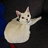 cat, white_cat, black_spots, pet, feline, sitting, couch, indoor, looking_at_camera, curious, fur, animal, domestic_animal, collar, relaxed, eyes, whiskers, cozy, blanket, home