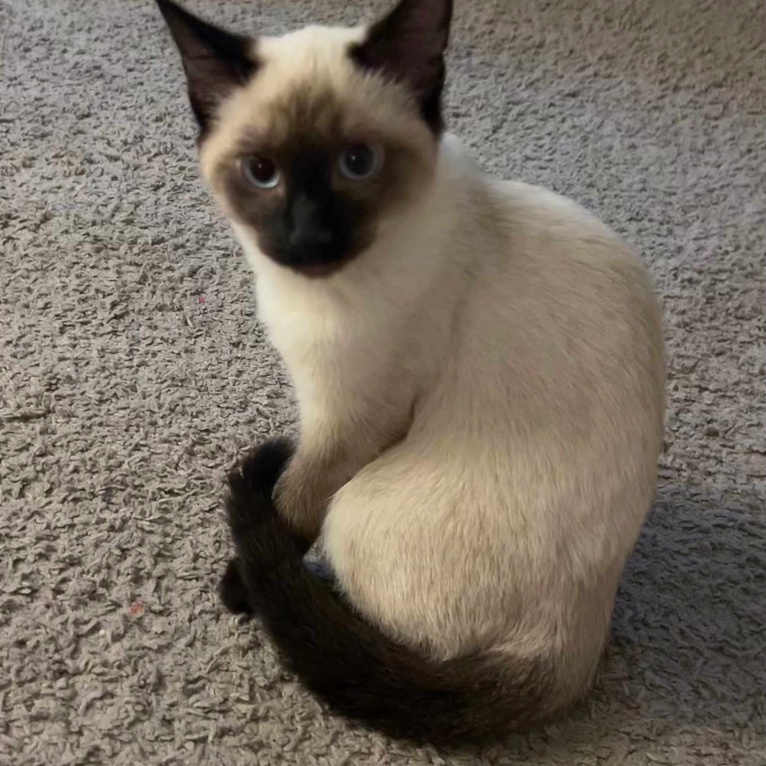Addicus Finn is registered to the contest to win money with this photo: animal, blue_eyes, carpet, cat, closeup, curious, cute, domestic_animal, ears, feline, fur, indoor, kitten, looking, pet, siamese, sitting, tail, whiskers, young