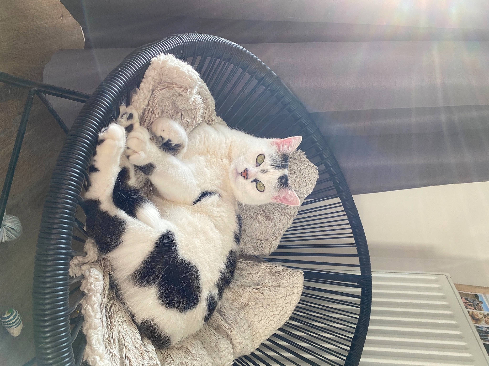 Nala participe au concours pour gagner de l'argent avec cette photo : basket, carnivore, cat, cat_bed, cat_supply, claw, comfort, domestic_short_haired_cat, fawn, felidae, fur, linens, paw, pet_supply, room, small_to_medium_sized_cats, tail, toy, whiskers, wood