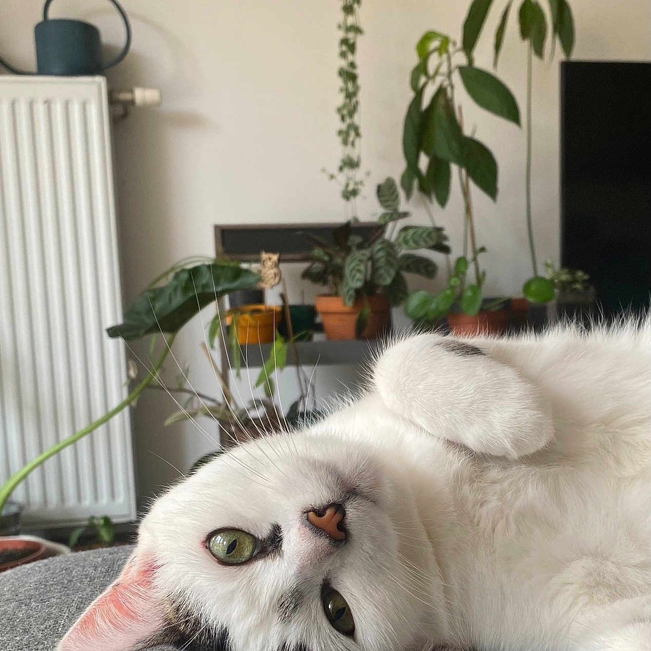 Nala