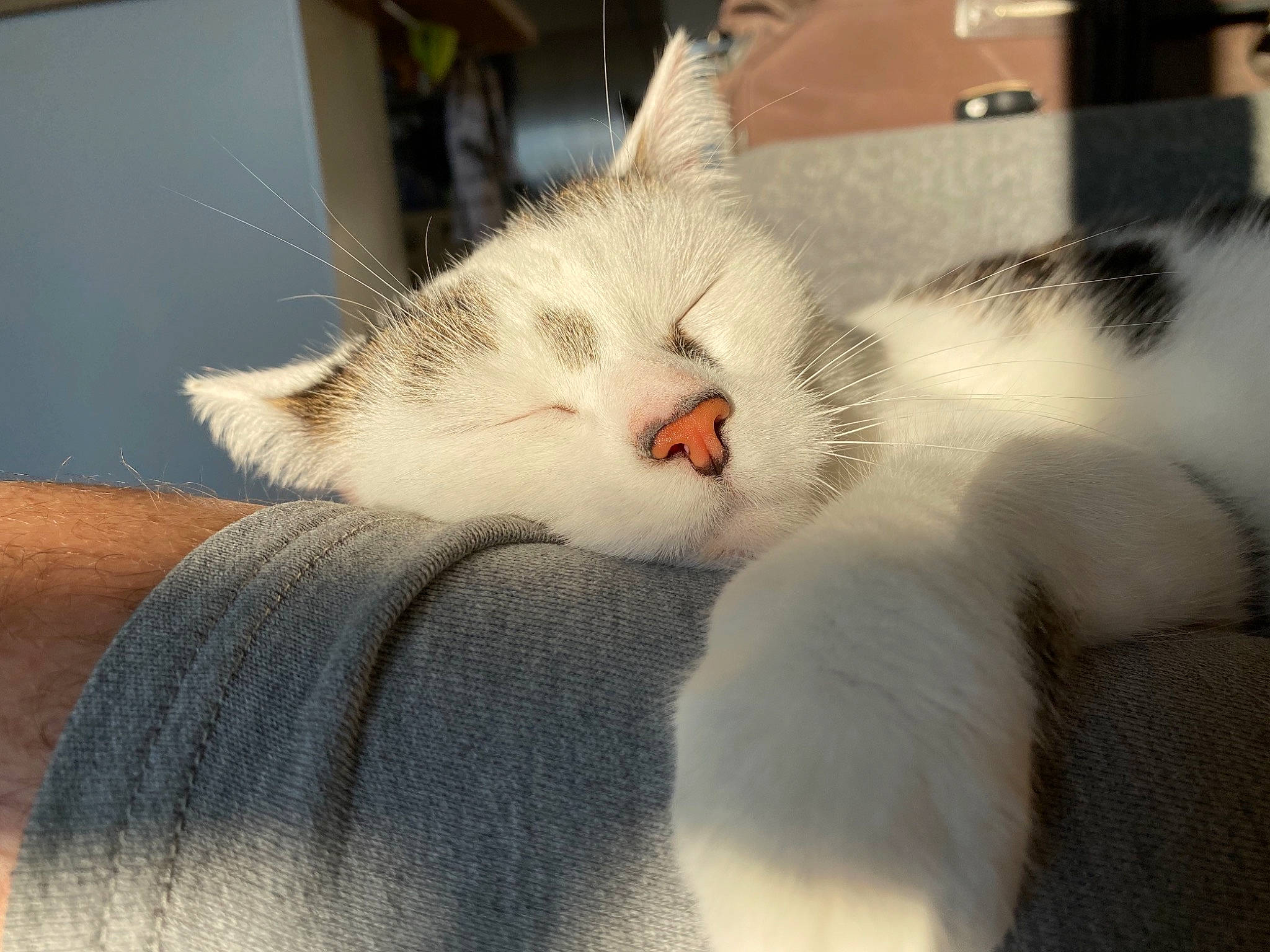 Nala a rejoint le concours — aidez-le/la à gagner de superbes lots ! carnivore, cat, claw, comfort, domestic_short_haired_cat, eye, fawn, felidae, fur, linens, nap, paw, sleep, small_to_medium_sized_cats, snout, tail, whiskers