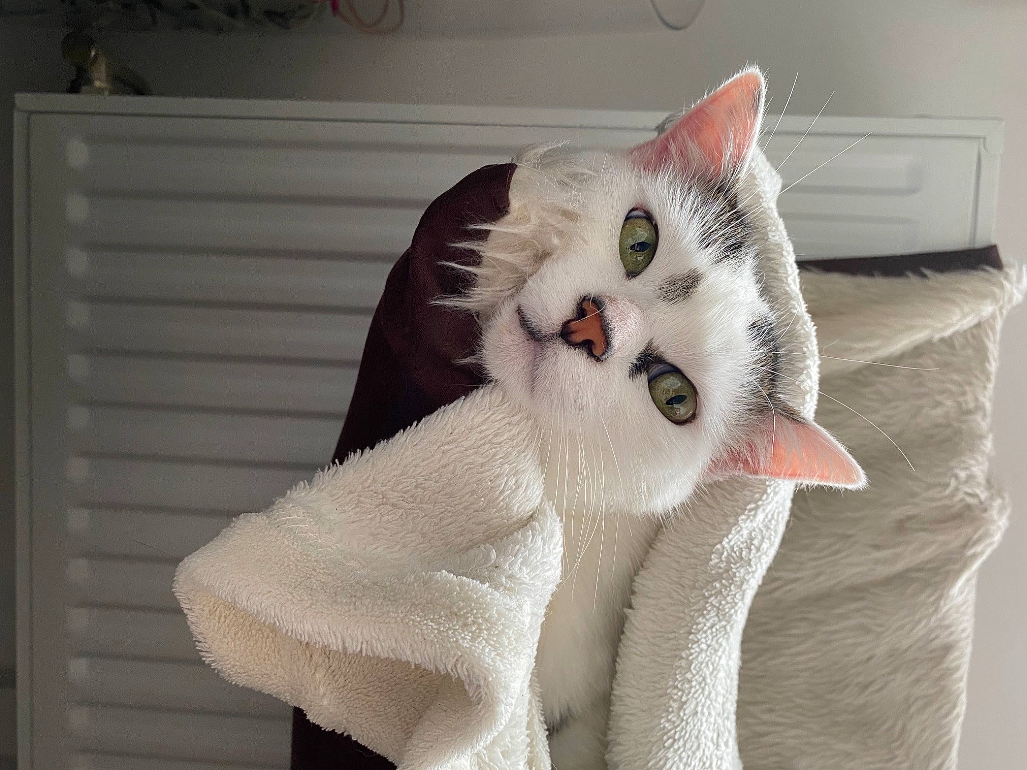 Nala a rejoint le concours — aidez-le/la à gagner de superbes lots ! carnivore, cat, comfort, domestic_short_haired_cat, eye, fang, fawn, felidae, fur, head, jaw, linens, paw, small_to_medium_sized_cats, smile, snout, tail, whiskers, wool, woven_fabric