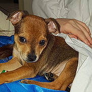 Rocky participe au concours pour gagner de l'argent avec cette photo : puppy, dog, brown_fur, small_dog, portrait, close_up, sleeping, cozy, blanket, bedding, bed, human_hand, indoors, pet, cute, ears, paws, black_nose, brown_eyes, relaxed