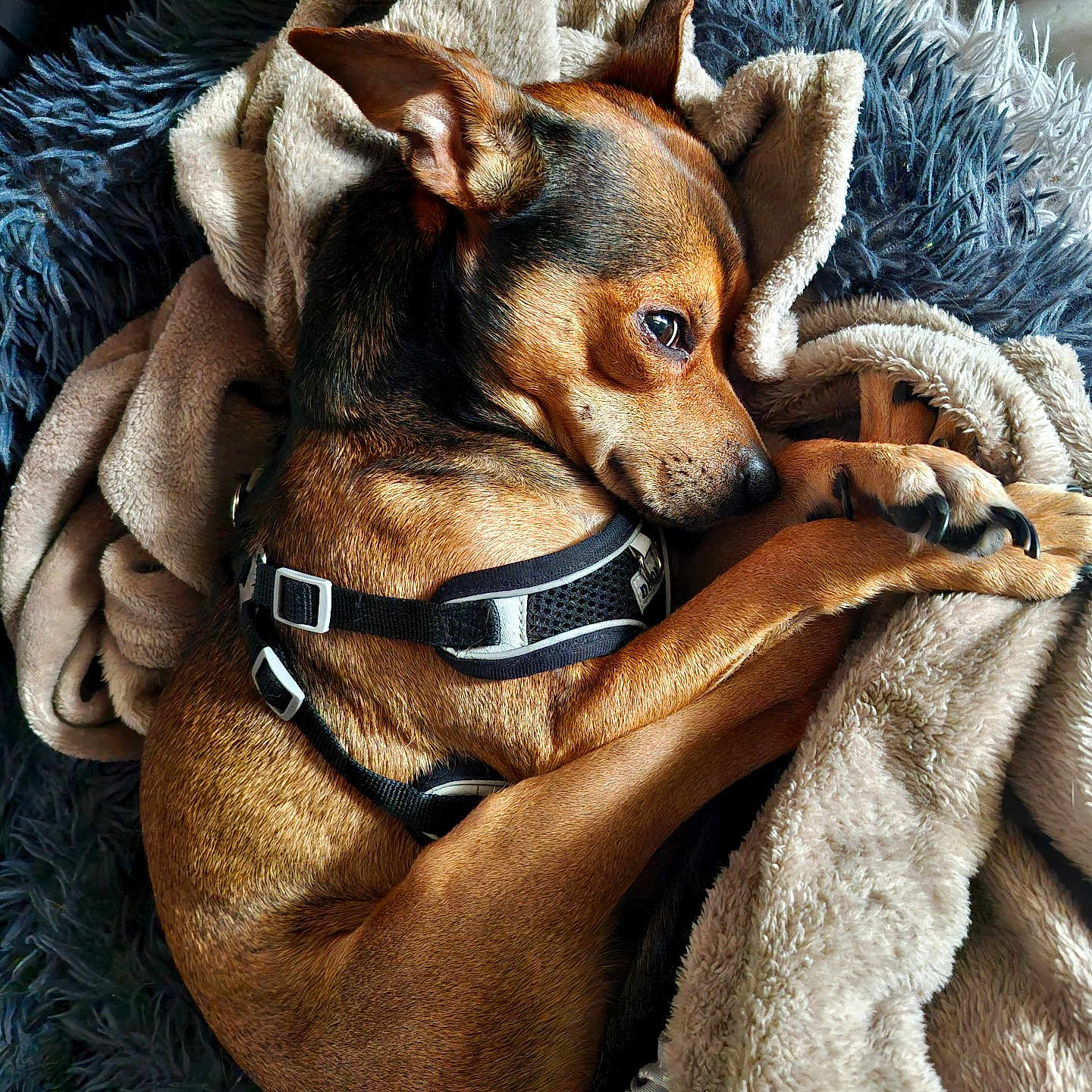 Rocky a rejoint le concours — aidez-le/la à gagner de superbes lots ! dog, sleeping, curled_up, blanket, harness, brown_dog, small_dog, pet, cozy, indoors, bed, textile, fur, paws, ears, side_eye, relaxed, cuddly, portrait, close_up