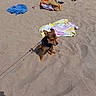 dog, beach, sand, outdoor, pet, small_dog, brown_dog, sitting, leash, harness, towels, beach_bag, sandals, summer, vacation, sunlight, shoreline, scattered_objects, animal, photography