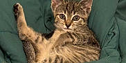 Lilo a rejoint le concours — aidez-le/la à gagner de superbes lots ! kitten, cat, tabby, pet, animal, feline, cute, young, playful, resting, blanket, green, indoor, fur, whiskers, ears, eyes, paw, cozy, curious