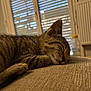 animal, blinds, cat, closeup, couch, cozy, domestic, fur, indoor, mammal, peaceful, pet, relaxing, resting, sleeping, soft_light, tabby, texture, whiskers, window