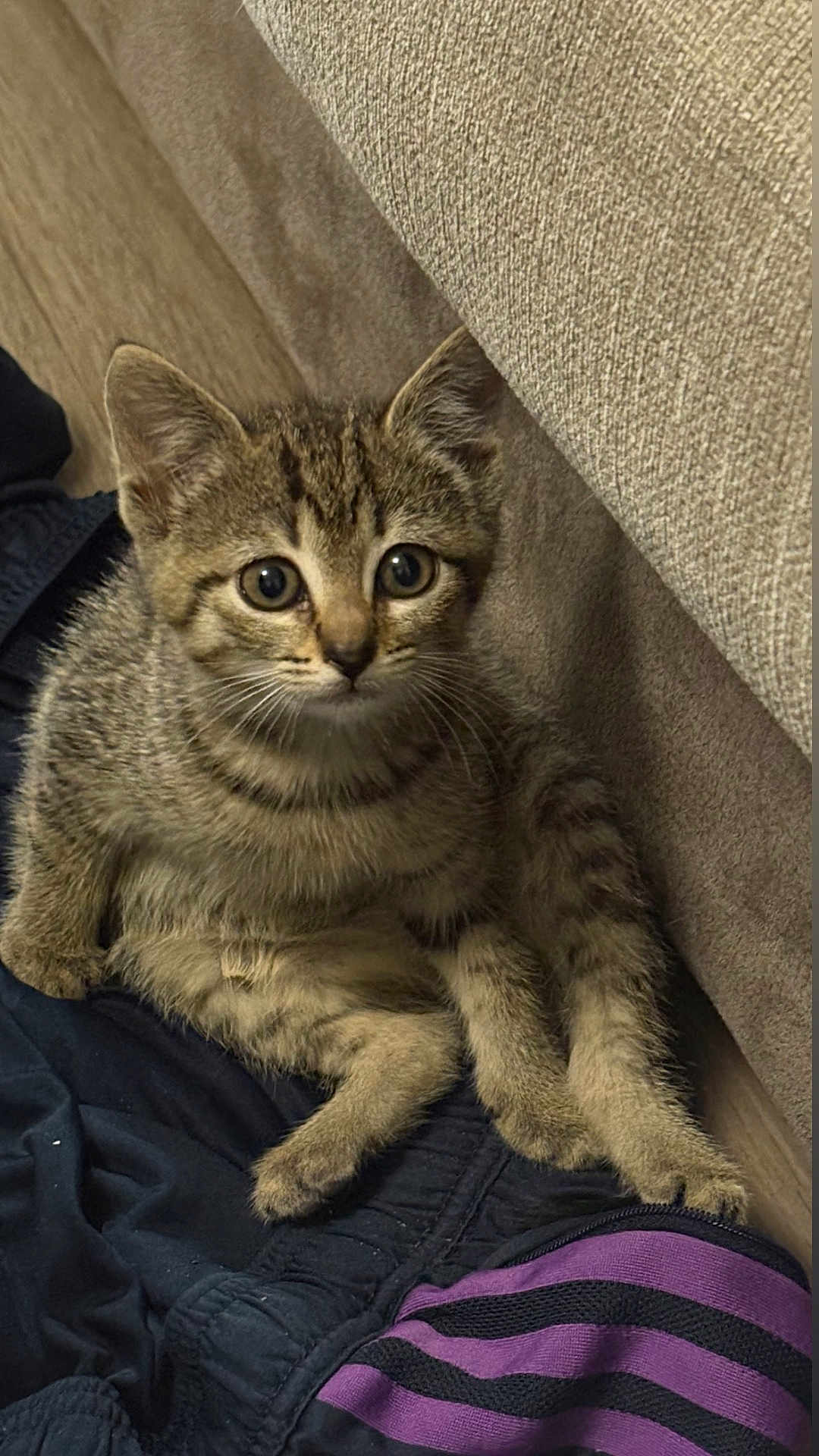 Lilo a rejoint le concours — aidez-le/la à gagner de superbes lots ! kitten, tabby, cat, pet, animal, fur, whiskers, ears, eyes, cute, sitting, indoor, fabric, clothing, purple, black, texture, curious, young, small