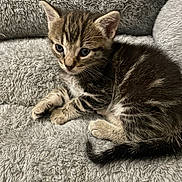 Coco Bean joined the competition — help win amazing prizes! animal, cat, close_up, cozy, cute, domestic, feline, fluffy, fur, gray, indoor, kitten, pet, resting, sleepy, small, soft_texture, tabby, whiskers, young