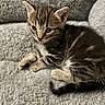 animal, cat, close_up, cozy, cute, domestic, feline, fluffy, fur, gray, indoor, kitten, pet, resting, sleepy, small, soft_texture, tabby, whiskers, young