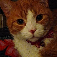 Ollie is registered to the contest to win money with this photo: animal, bell, cat, close_up, collar, cozy, curious, cute, domestic_cat, ears, face, feline, fur, ginger_cat, indoor, looking, pet, portrait, whiskers, white_fur