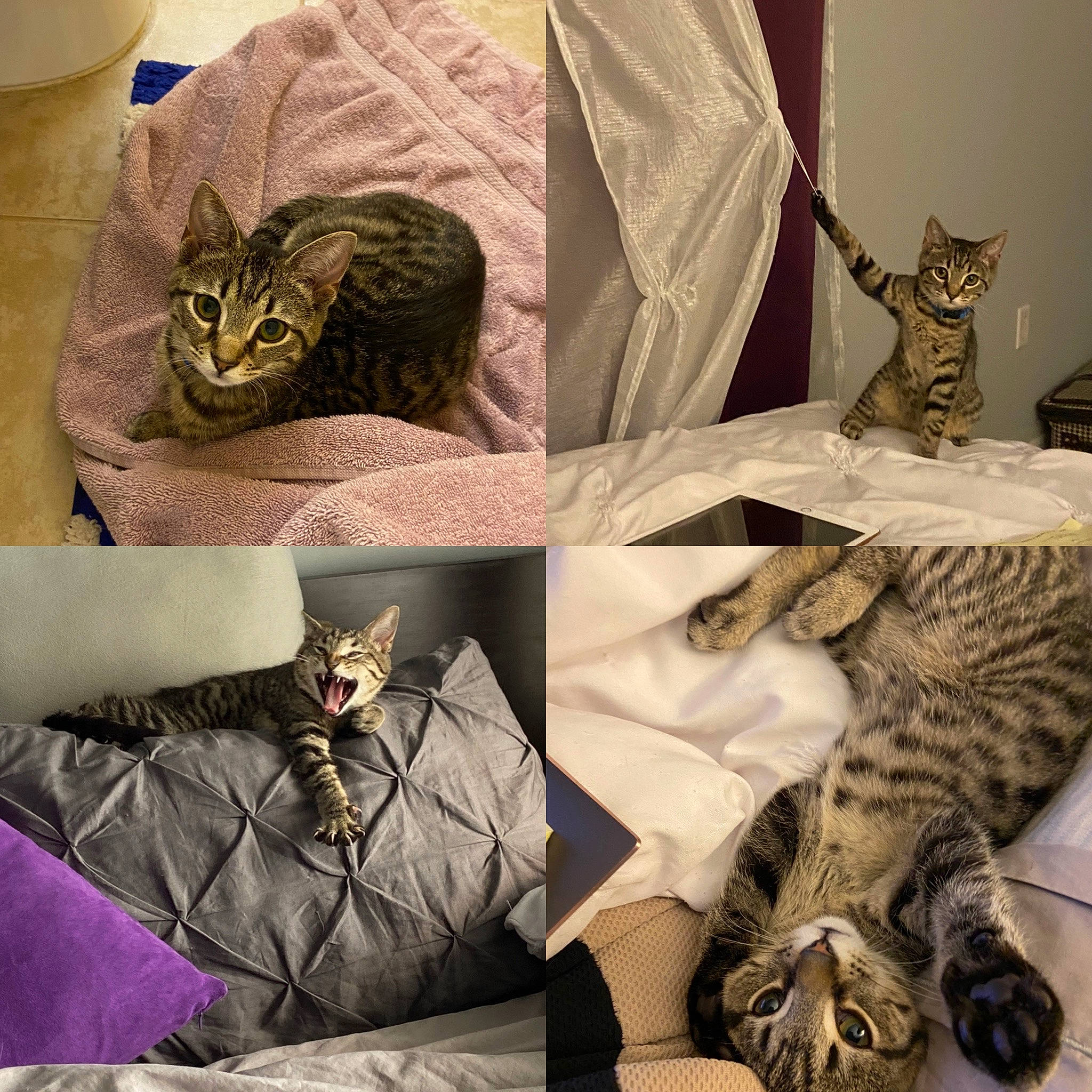 Patrick is registered to the contest to win money with this photo: bag, bed, carnivore, cat, collage, comfort, domestic_short_haired_cat, felidae, fur, grass, grey, linens, organism, pattern, plant, small_to_medium_sized_cats, snout, textile, vertebrate, whiskers
