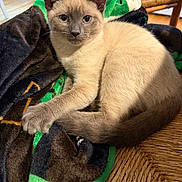 Mia joined the competition — help win amazing prizes! animal, beige, blanket, brown, cat, chair, cozy, curious, cute, domestic, feline, fur, indoor, kitten, paw, pet, resting, siamese, whiskers, young