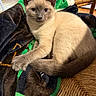 animal, beige, blanket, brown, cat, chair, cozy, curious, cute, domestic, feline, fur, indoor, kitten, paw, pet, resting, siamese, whiskers, young