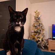 Moustache a rejoint le concours — aidez-le/la à gagner de superbes lots ! cat, tuxedo_cat, black_and_white, indoor, christmas_tree, holiday_decorations, couch, blue_couch, whiskers, pets, feline, sitting, close_up, domestic_cat, cute, animal, home, decor, blurred_background, furry