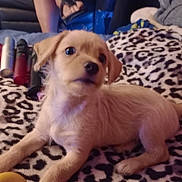 Milo is registered to the contest to win money with this photo: puppy, dog, animal, pet, leopard_print, blanket, fur, cute, indoor, lying_down, young, brown, mammal, small, domestic_animal, face, ears, tail, resting, curious