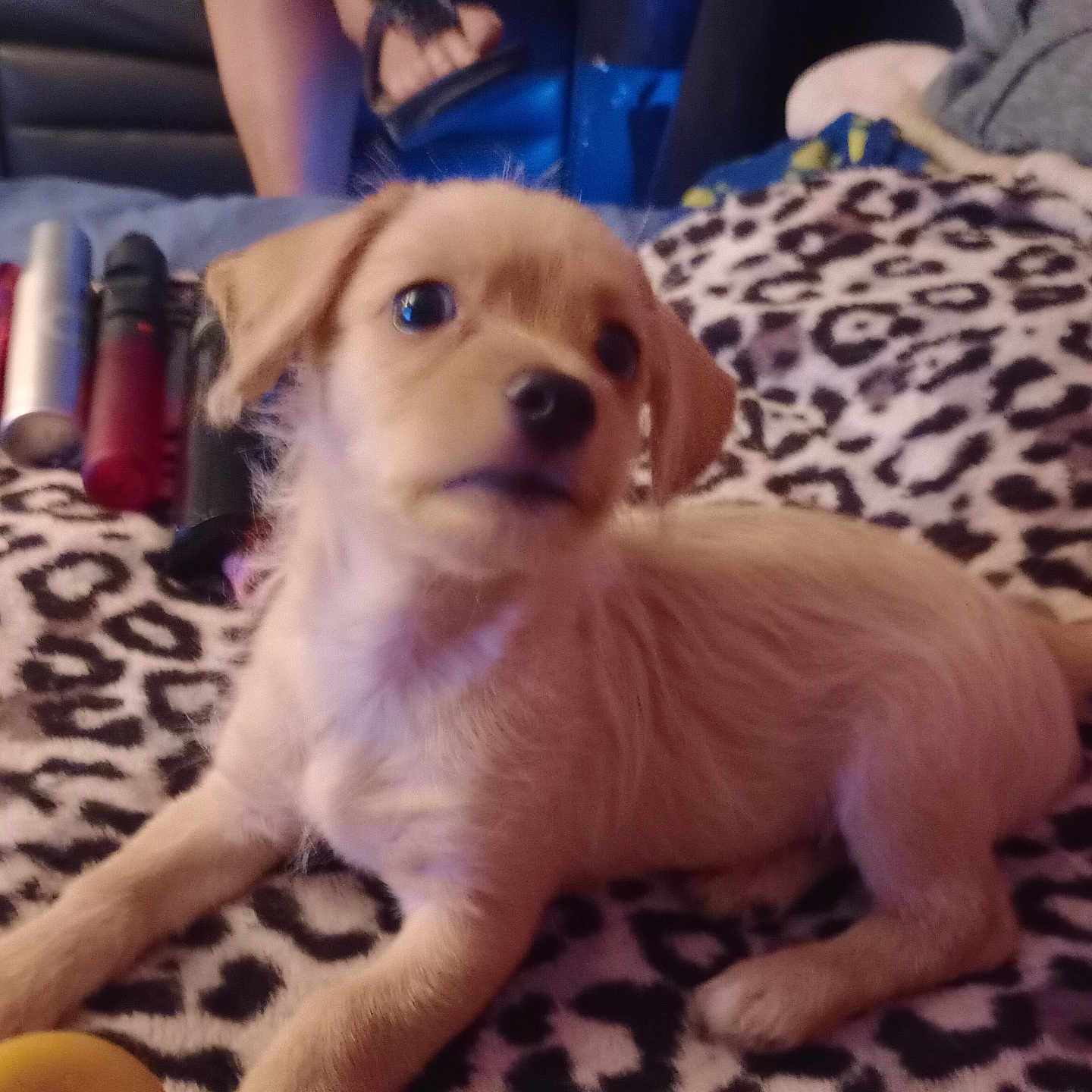 Milo is registered to the contest to win money with this photo: animal, blanket, brown, curious, cute, dog, domestic_animal, ears, face, fur, indoor, leopard_print, lying_down, mammal, pet, puppy, resting, small, tail, young