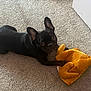 animal, blanket, bostonbull, bulldog, canine, chihuahua, cushion, dog, frenchbulldog, homedecor, hound, indoors, interiordesign, person, pet, puppy, quilt, sleeping, towel, toy