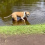 animal, brown, canine, curious, daylight, dog, grass, mud, nature, outdoor, park, pet, pond, reflection, ripples, shallow_water, standing, summer, water, white