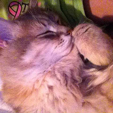 Bunnys Kitty