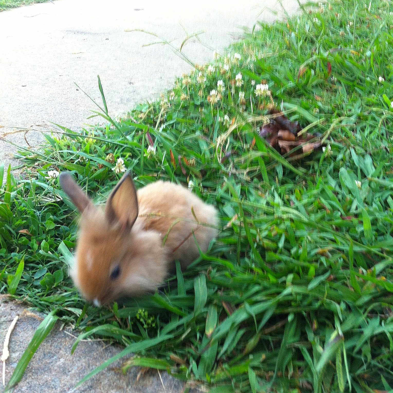 Tippy