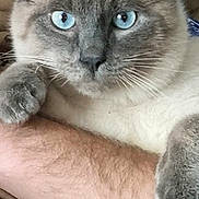 Bulle participe au concours pour gagner de l'argent avec cette photo : animal, blue_eyes, cat, close_up, cute, domestic_animal, face, feline, fur, human_arm, indoor, mammal, paw, pet, relaxed, resting, siamese_cat, soft, whisker, whiskers