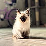 kitten, siamese, cat, blue_eyes, fluffy, sitting, wooden_floor, indoor, blurred_background, bicycle, pet, cute, animal, young_cat, fur, whiskers, ears, tail, domestic_cat, home