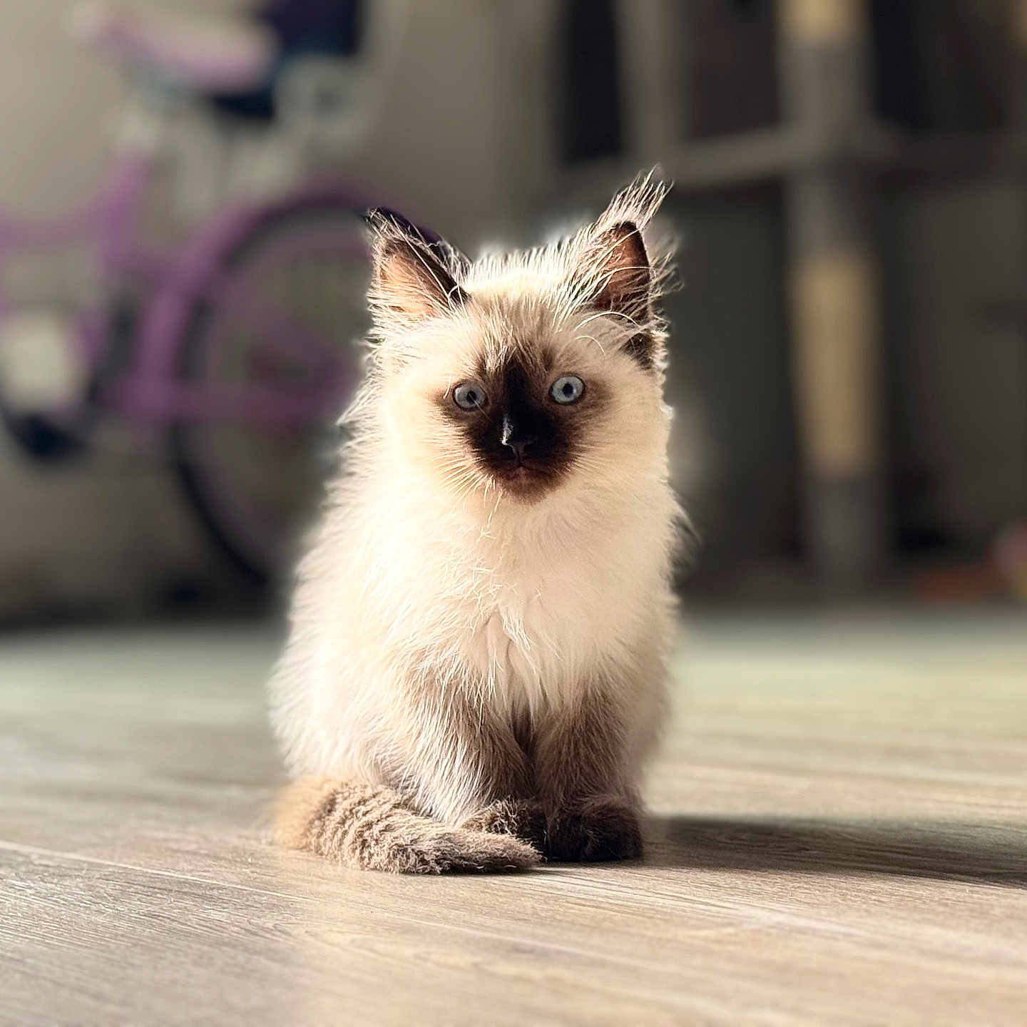 Xochilt is registered to the contest to win money with this photo: animal, bicycle, blue_eyes, blurred_background, cat, cute, domestic_cat, ears, fluffy, fur, home, indoor, kitten, pet, siamese, sitting, tail, whiskers, wooden_floor, young_cat