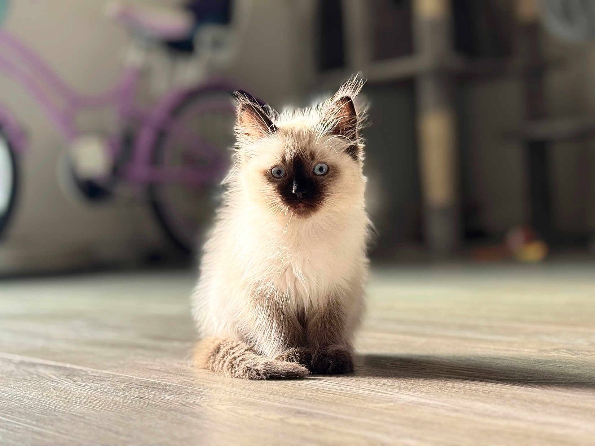Xochilt is registered to the contest to win money with this photo: kitten, siamese, cat, blue_eyes, fluffy, sitting, wooden_floor, indoor, blurred_background, bicycle, pet, cute, animal, young_cat, fur, whiskers, ears, tail, domestic_cat, home