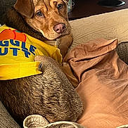 Princess joined the competition — help win amazing prizes! blanket, brown_dog, brown_fur, close_up, comfortable, couch, cozy, dog, floppy_ears, home, indoors, lying_down, nap, pet, portrait, puppy, resting, shirt, sleepy, yellow_clothing