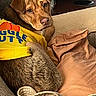 blanket, brown_dog, brown_fur, close_up, comfortable, couch, cozy, dog, floppy_ears, home, indoors, lying_down, nap, pet, portrait, puppy, resting, shirt, sleepy, yellow_clothing