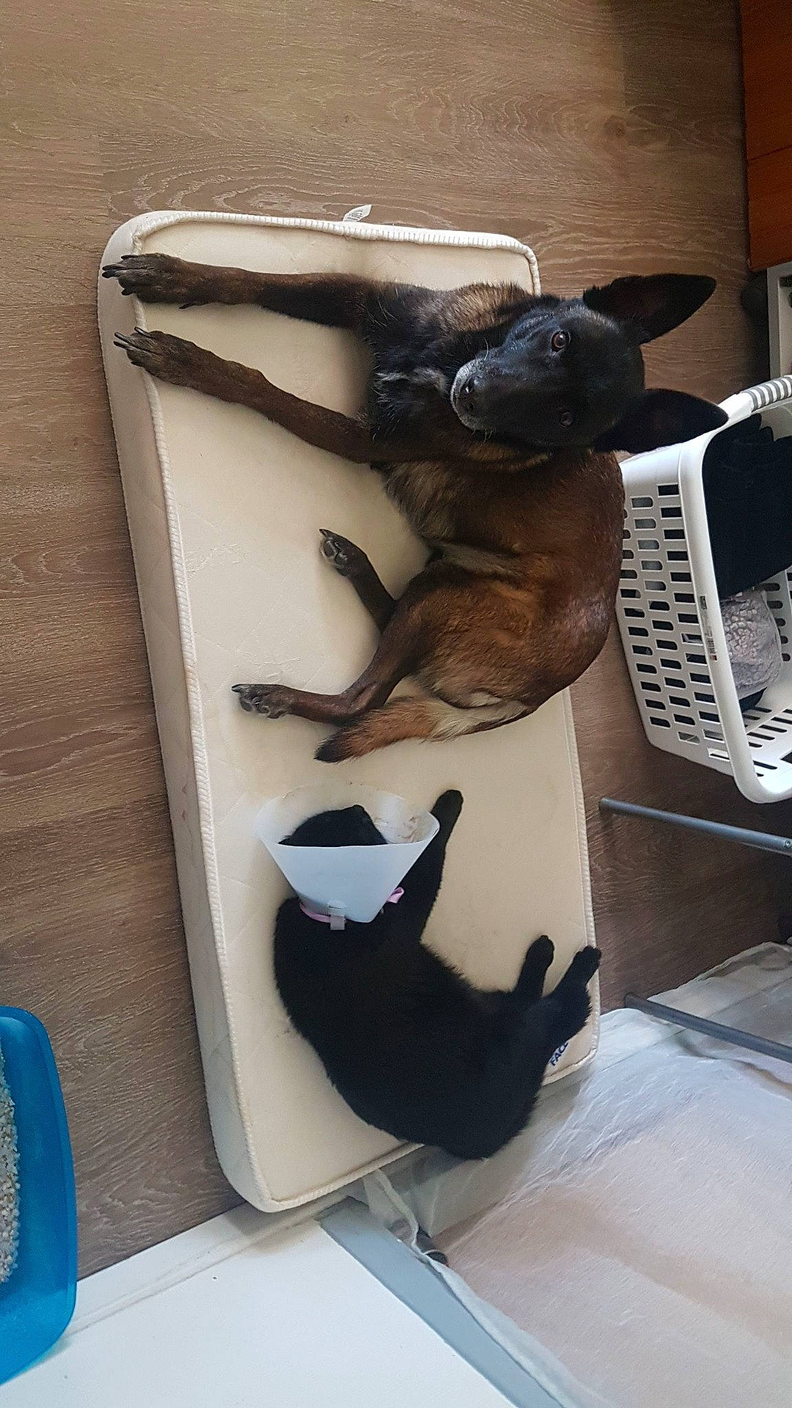 Chyca a rejoint le concours — aidez-le/la à gagner de superbes lots ! canidae, carnivore, cat, comfort, companion_dog, dog_breed, fawn, felidae, flooring, hardwood, hat, metal, office_equipment, pet_supply, room, small_to_medium_sized_cats, tail, toy, whiskers, wood