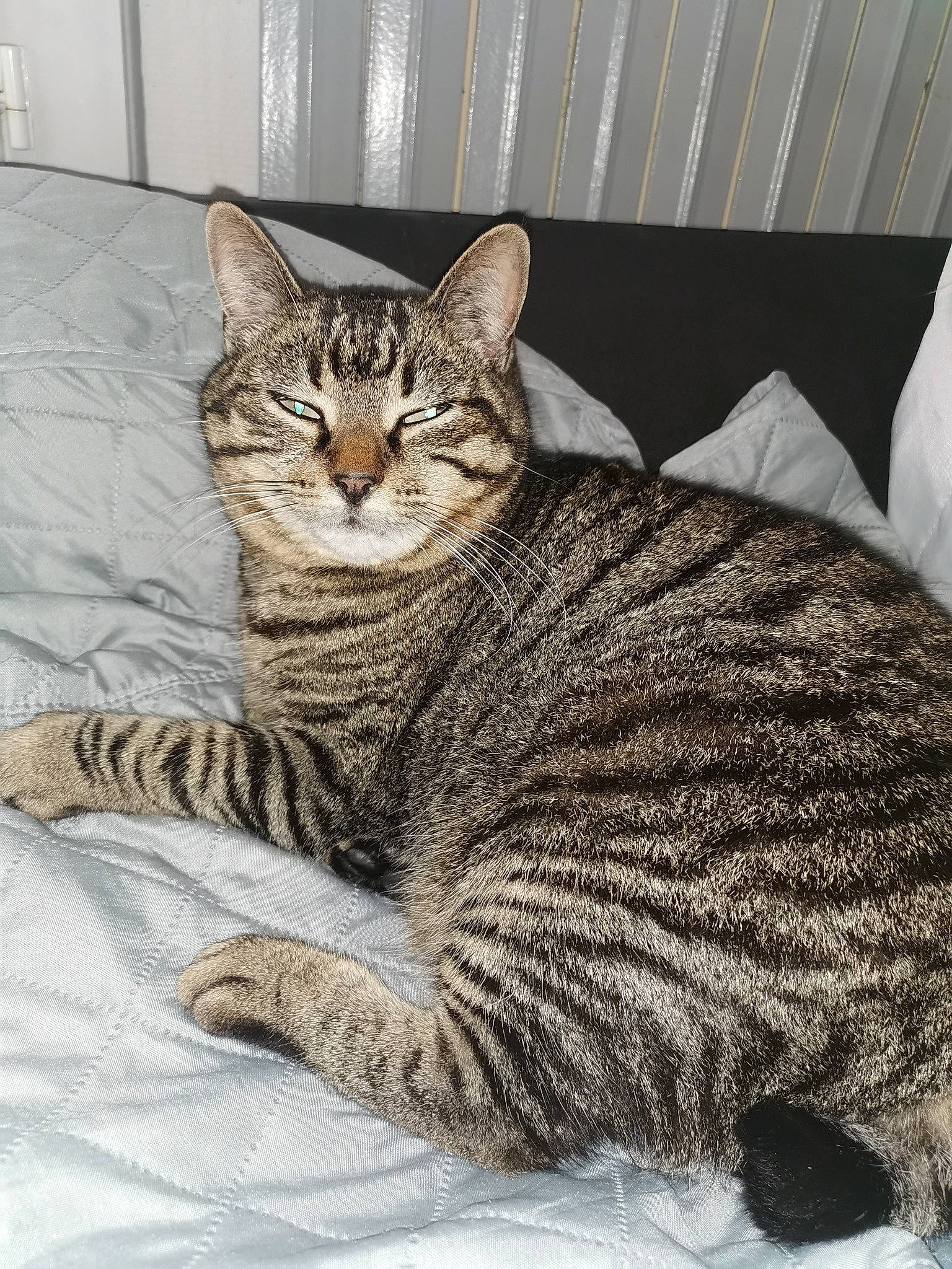 Elza participe au concours pour gagner de l'argent avec cette photo : carnivore, cat, comfort, felidae, fur, sitting, small_to_medium_sized_cats, snout, terrestrial_animal, whiskers, wildlife