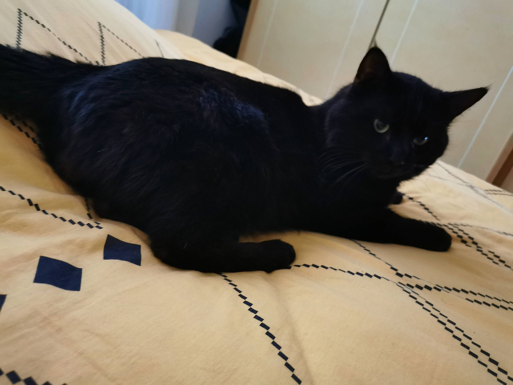 Denver a rejoint le concours — aidez-le/la à gagner de superbes lots ! bed, black_cat, bombay, carnivore, cat, claw, comfort, domestic_short_haired_cat, felidae, flooring, fur, grey, havana_brown, linens, paw, small_to_medium_sized_cats, snout, tail, whiskers