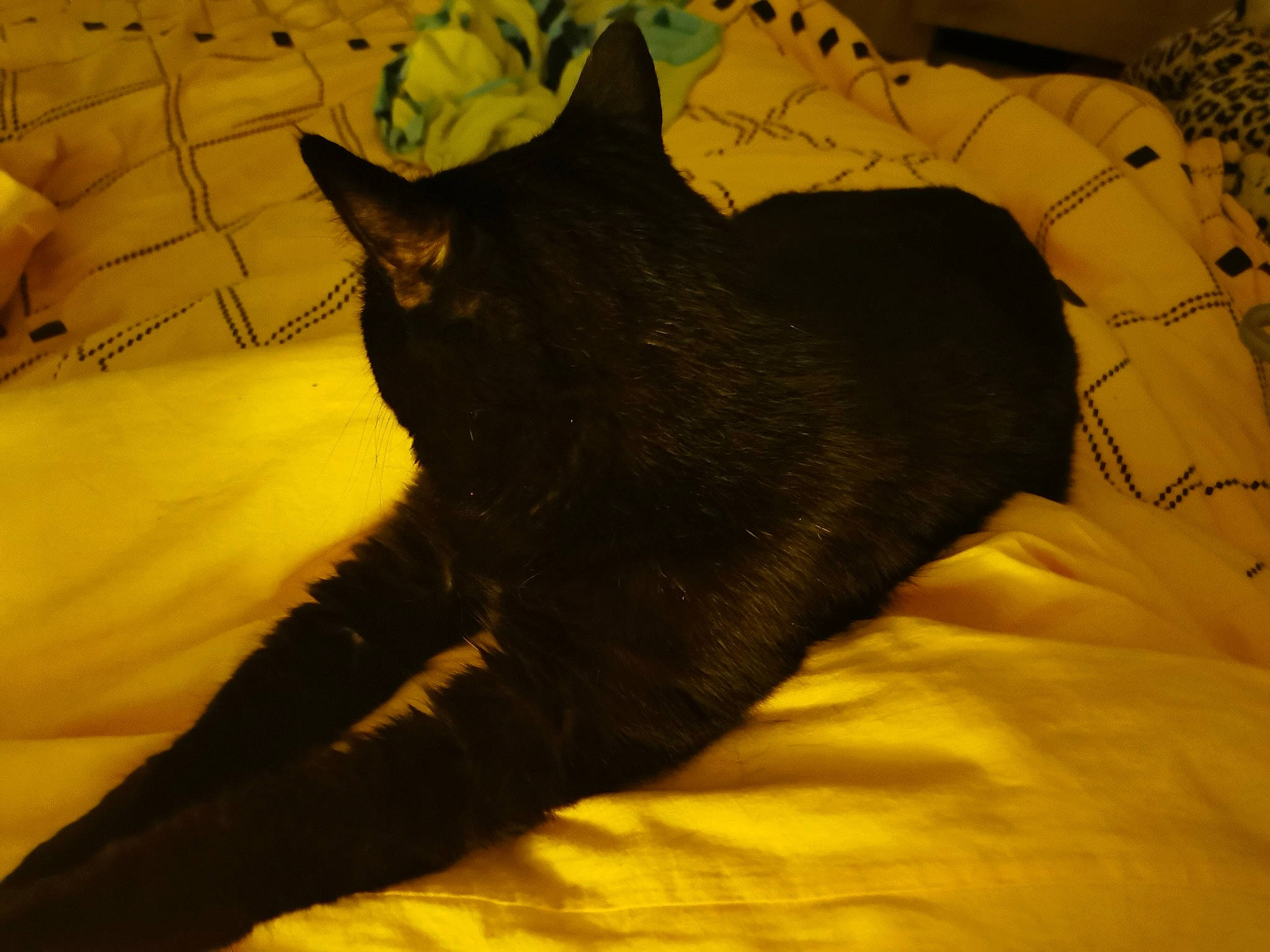 Denver participe au concours pour gagner de l'argent avec cette photo : black_cat, bombay, carnivore, cat, claw, comfort, domestic_short_haired_cat, felidae, foot, fur, linens, nap, paw, sitting, small_to_medium_sized_cats, snout, tail, terrestrial_animal, tints_and_shades, whiskers