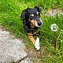 Milo is registered to the contest to win money with this photo: dog, grass, dandelion, outdoor, pet, animal, nature, paw, black_fur, tan_fur, greenery, path, small_dog, relaxed, cute, canine, summer, daylight, flora, closeup