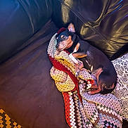Milo is registered to the contest to win money with this photo: dog, sleeping, couch, blanket, crocheted_blanket, cozy, indoor, pet, resting, black_and_tan, leather, fur, paw, snuggling, home, comfort, relaxation, animal, canine, quiet